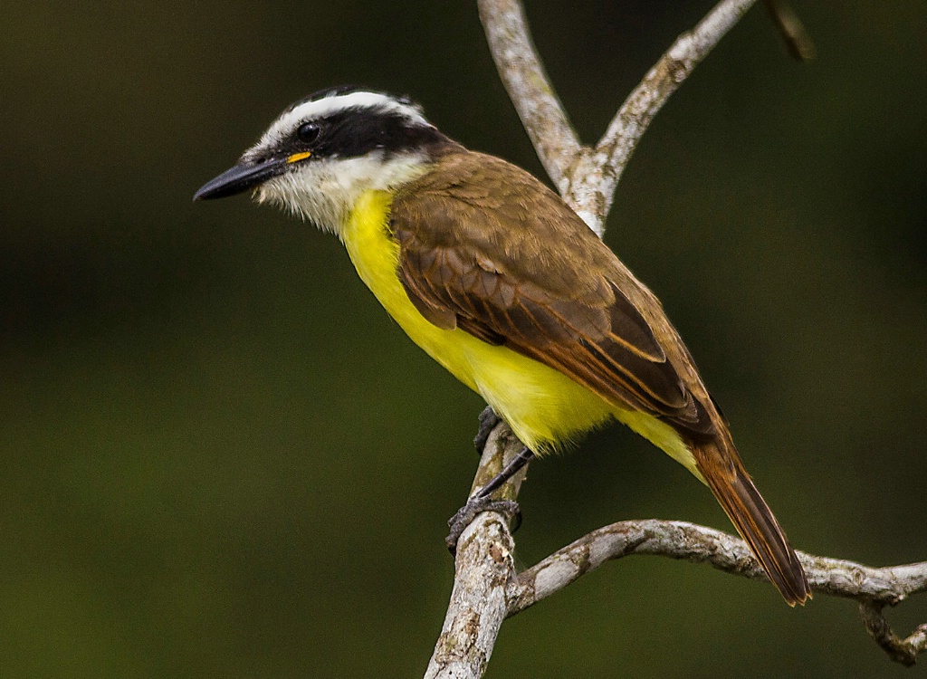 Great Kiskadee